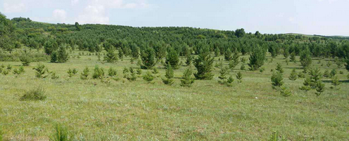 仟億達(dá)集團與國營御道口牧場達(dá)成造林碳匯項目合作