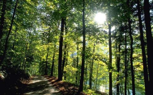 仟億達:林業(yè)碳匯誤區(qū),你了解多少 林業(yè)碳匯